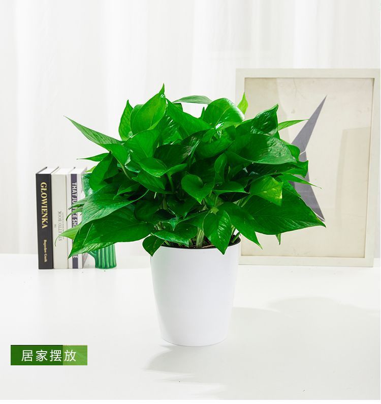 绿萝盆栽室内植物花卉家用新房吸桌面绿植