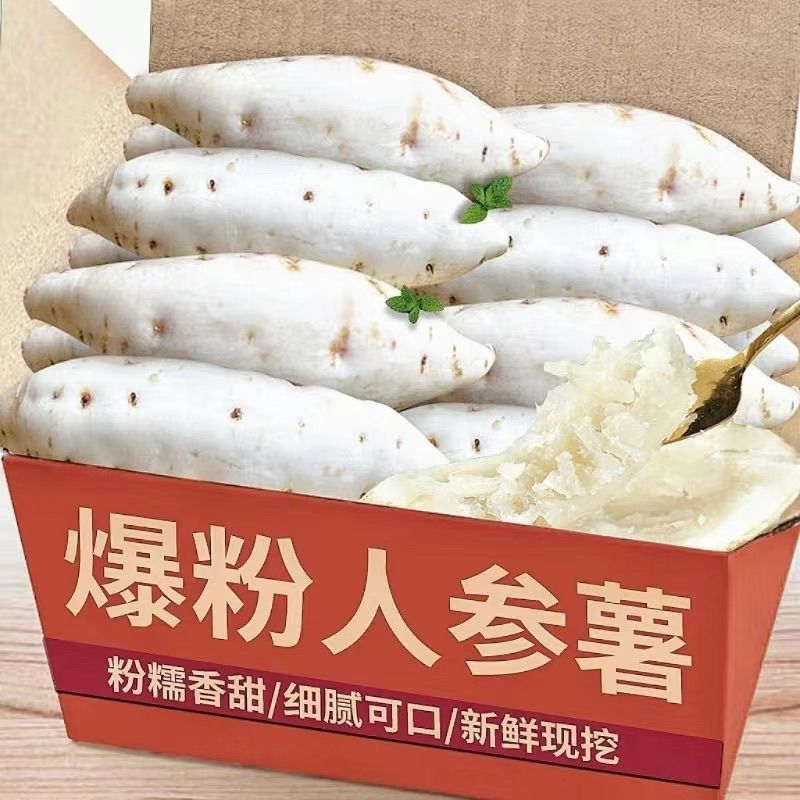 正宗人参白皮薯现挖白芯地瓜红薯牛奶人生薯新鲜白薯白心板栗番薯
