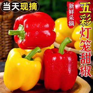 彩椒新鲜水果甜椒生吃七彩辣椒七彩椒五彩灯笼红小米椒圆椒蔬菜发