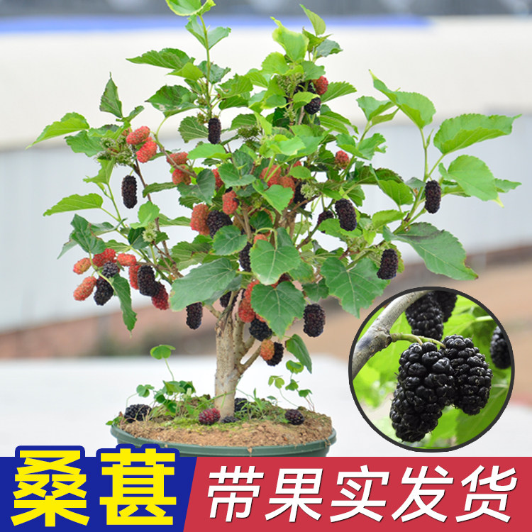 桑葚树苗果桑苗带叶带果南北方种植台湾四季长果食用养蚕阳台盆栽