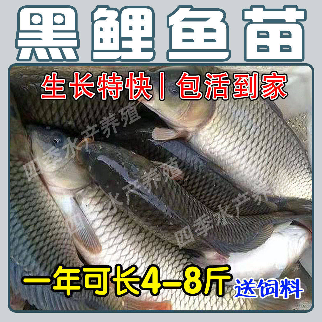 大品种鲤鱼苗建鲤丰鲤鱼稻田鲤淡水养殖草鱼苗大种工程鲫鱼苗包.