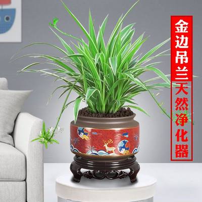 金边植物花卉易活室内办公室