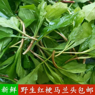 野生马兰头种子食用野菜四季播易种鸡毛菜菜园阳台盆栽马齿苋种子