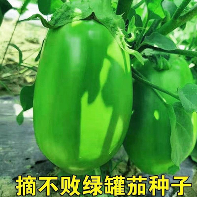 绿罐茄种子茄子种籽高产四季蔬菜种子青茄子绿皮耐热春季蔬菜种子