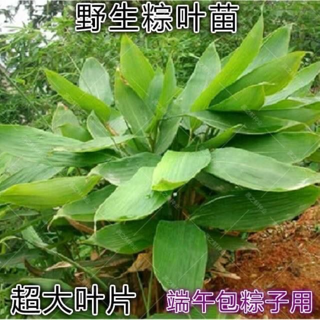 粽叶苗竹叶苗野生包粽子叶树苗粽叶种子箬叶苗种庭院植物盆栽包邮图片