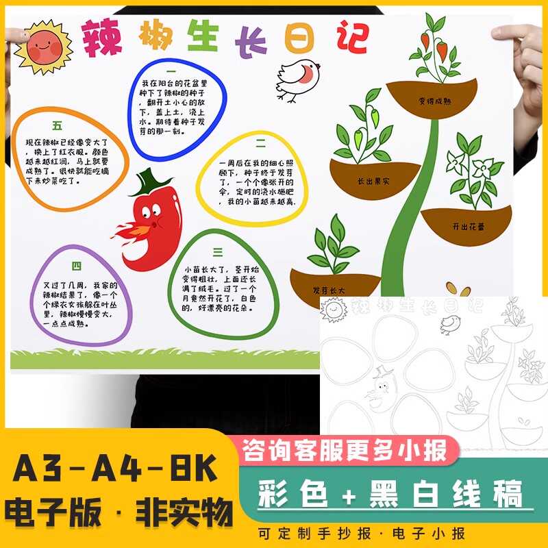 辣椒生长记手抄报植物观察记录学生种植物成长小报涂色描线稿模板