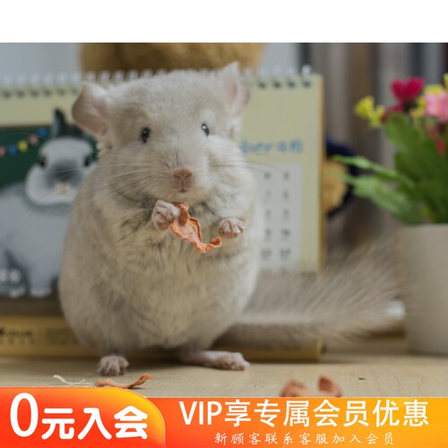 Q派龙猫安哥拉长毛基因金色龙猫活体公75基因（售出）
