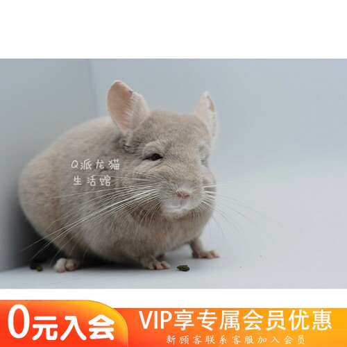 q派活体美国进口耳钉龙猫