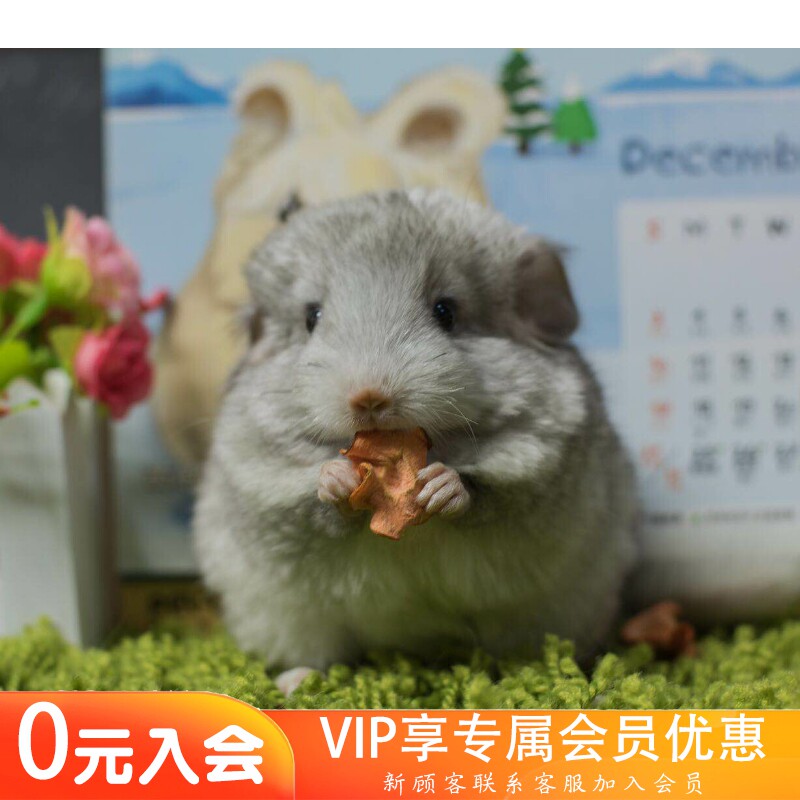 q派龙猫耳钉后安哥拉长毛基因银斑公龙猫活体宝宝(售出留档)