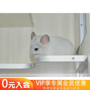 售出留档 带紫带长 紫斑龙猫MM 携带长毛基因