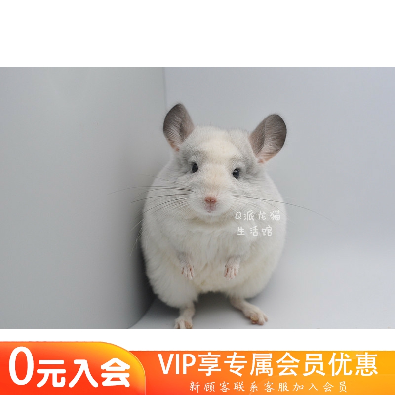 q派龙猫活体银版mm亲人售出