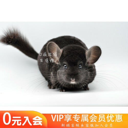 q派活体宝宝深黑亲人龙猫