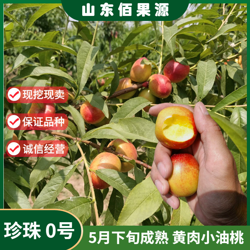 嫁接黄肉小油桃树苗南北方种植珍珠0号枣油桃树苗地栽当年结果苗