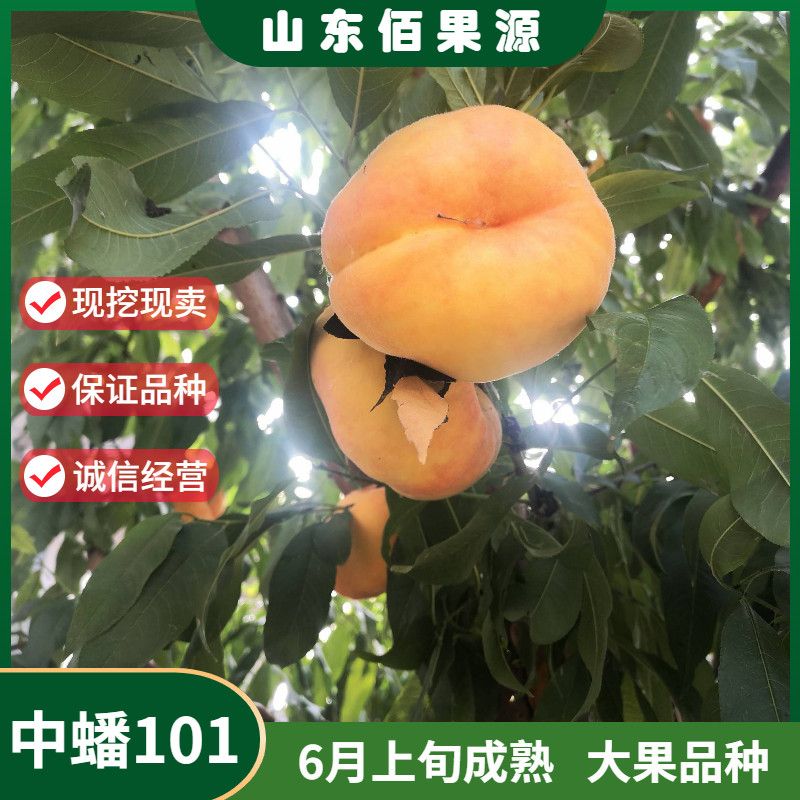 嫁接黄金毛蟠桃苗特大果早熟南北方种植地栽中蟠101号桃树苗盆栽