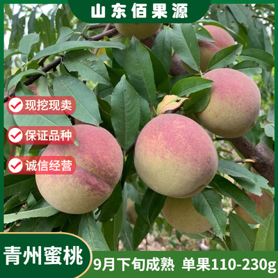 嫁接青州蜜桃树苗大果晚熟南北方种植脆甜水蜜桃树苗盆栽当年结果