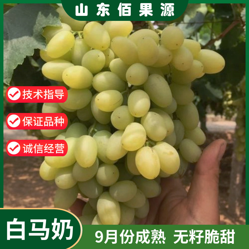 无核马奶提子葡萄苖新疆无籽白牛奶葡萄树苖盆栽爬藤四季种植地栽
