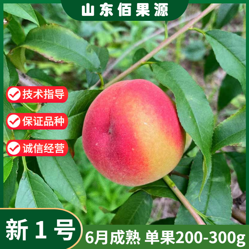 嫁接新品种黄桃树苗黄金蜜新1号特大果早熟黄肉桃树苗南北方种植