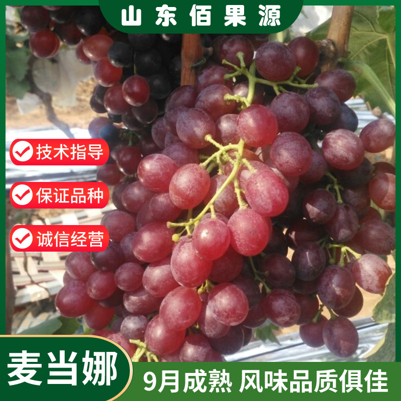 日本新品种麦当娜红宝石葡萄苗盆栽庭院阳台南方北方种植果树地栽