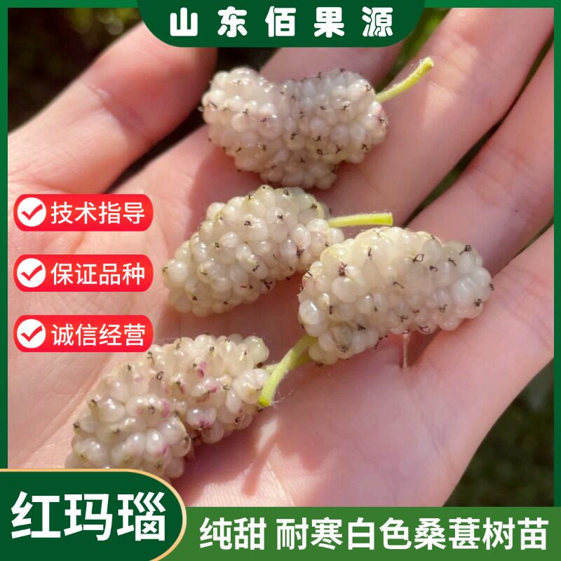 台湾白色红玛瑙桑葚树苗果桑苗盆栽庭院地栽耐寒桑葚苗南北方种植