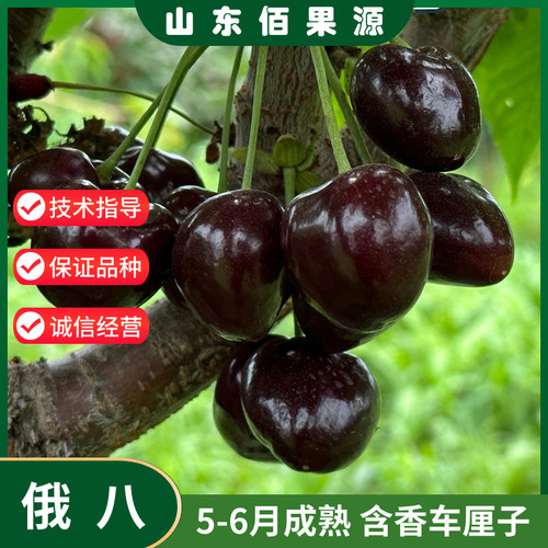 俄罗斯八号大樱桃树苗嫁接车厘子苗耐寒俄8北方地栽盆栽当年结果
