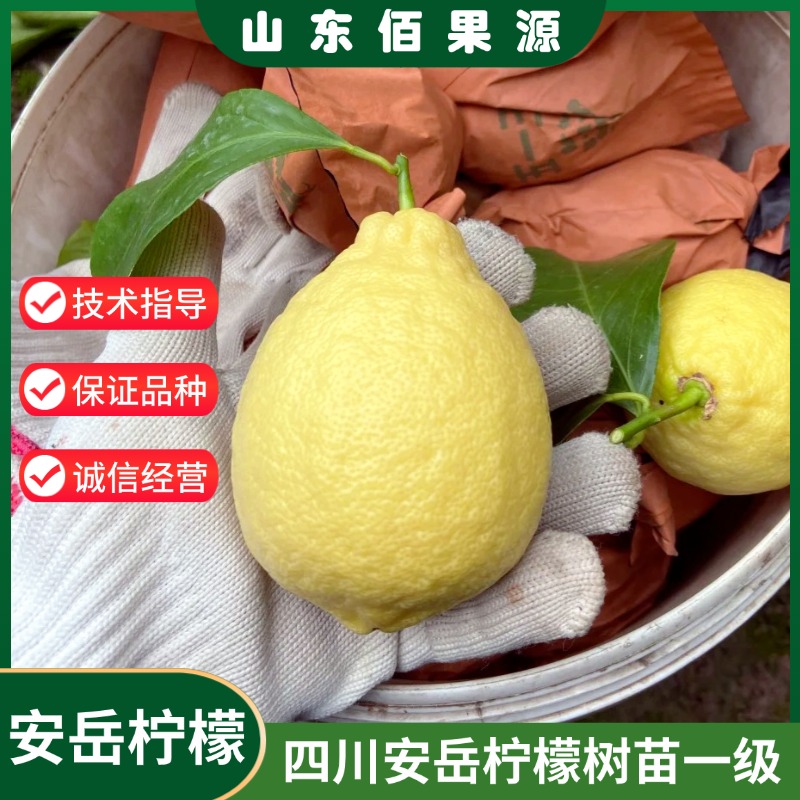 四川安岳柠檬树苗室内盆栽地栽尤力克四季香水黄柠檬苗南北方种植