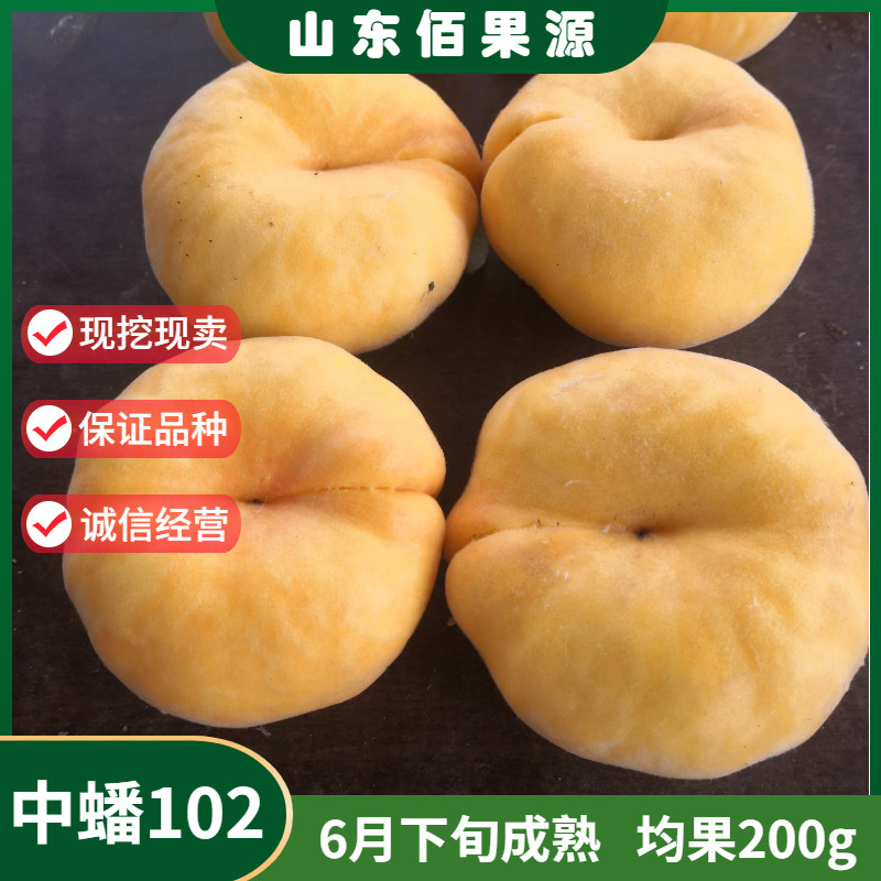 嫁接黄金毛蟠桃树苗特大果早熟南北方种植地栽中蟠102号桃苗盆栽