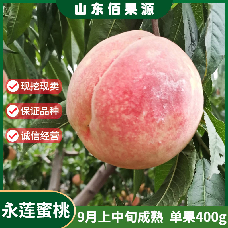 嫁接特大晚熟桃树苗脆甜南北方种植地栽永莲蜜桃树苗盆栽当年结果