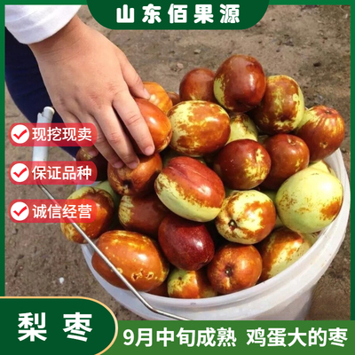 特大中华大梨梨枣枣树苗活苗