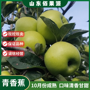 老品种青香蕉苹果树苗南北方庭院地栽嫁接矮化苹果树盆栽当年结果