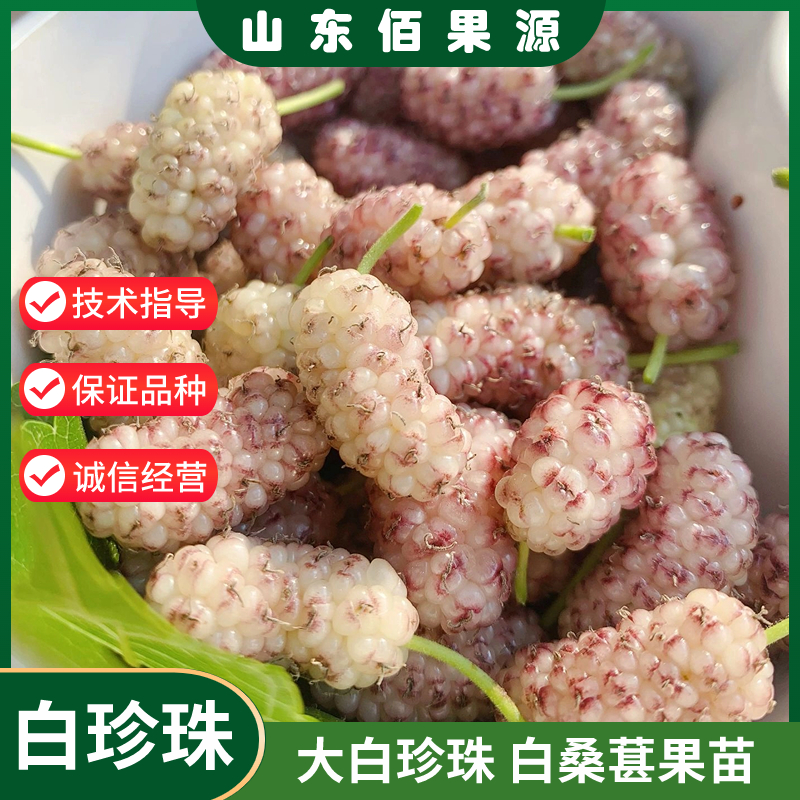 大白珍珠果桑苗白色桑葚苗白桑果桑树苗白桑椹树苗盆栽地栽南北方