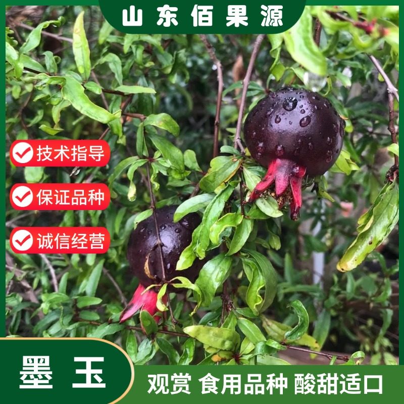 正宗石榴树苗墨玉石榴特大石榴果树南北方庭院种植矮化黑石榴盆栽图片
