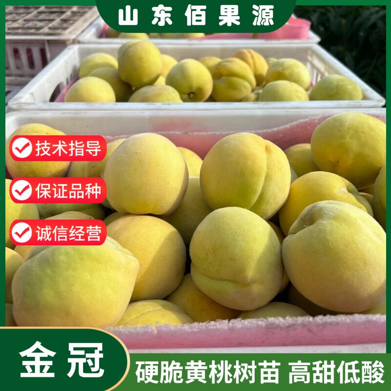 黄桃树果苗嫁接黃金冠黄桃树苗硬脆香甜黄桃苗树盆栽庭院地栽种植