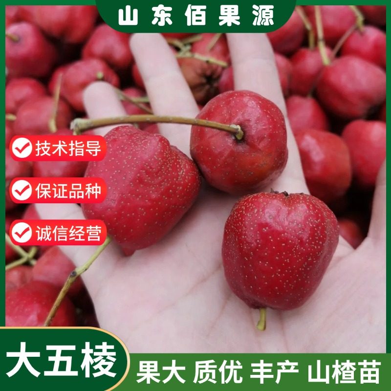 山楂树活苗嫁接大五棱山楂苗盆栽庭院地栽南北方种植耐寒红果树苗