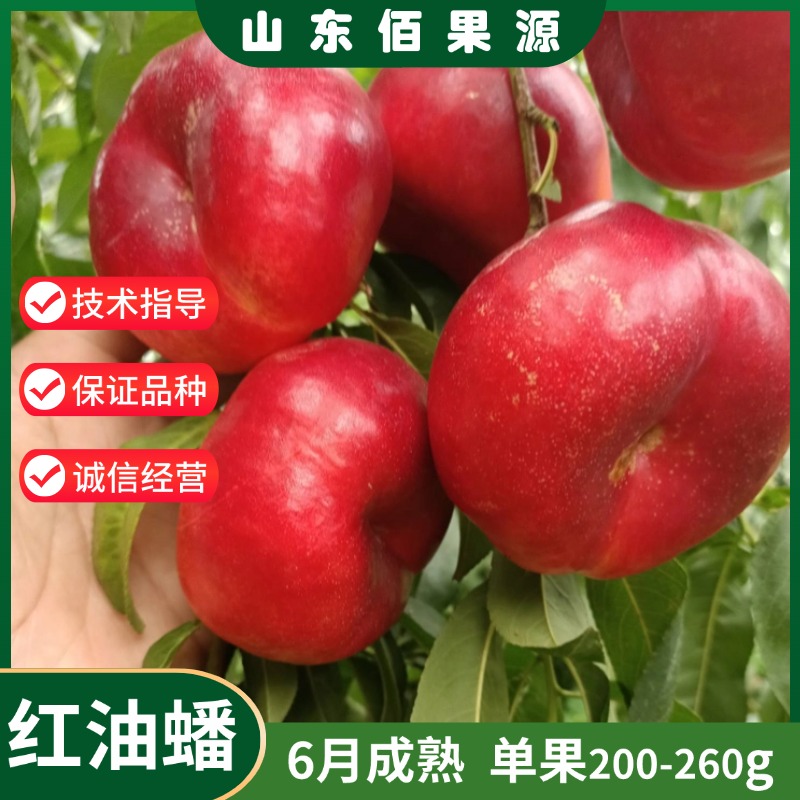 6月油蟠桃树苗嫁接黄肉油蟠桃苗特大超甜果树盆栽南北方种植地栽