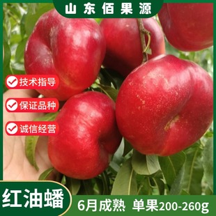 6月油蟠桃树苗嫁接黄肉油蟠桃苗特大超甜果树盆栽南北方种植地栽
