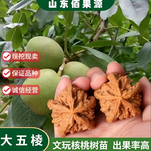 嫁接文玩核桃树苗大五棱麻核桃苗