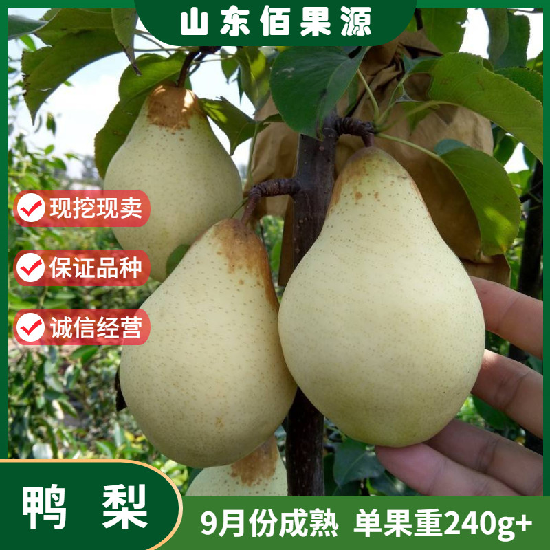 嫁接鸭梨树苗酥脆梨树活苗果苗长颈梨啤梨树苗南北方种植当年结果