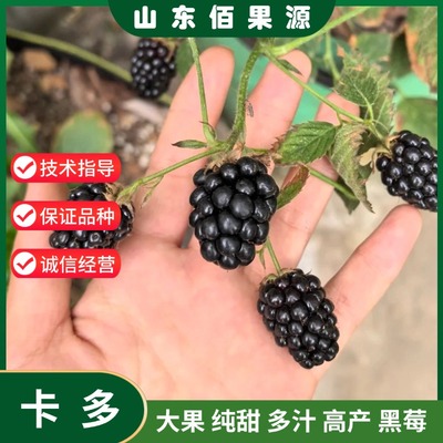 纯甜卡多黑莓树苗南北方种植覆盆子庭院盆栽地栽黑树莓苗当年结果