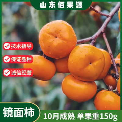 镜面柿树苗10月成熟单果150g