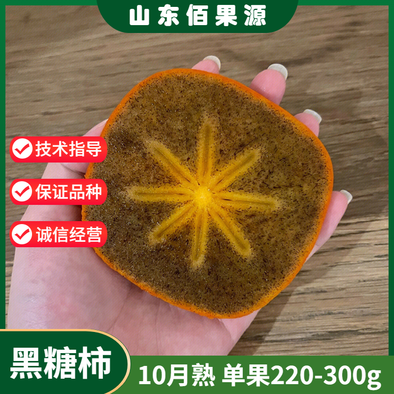 黑糖柿子苗10月熟单果220-300g