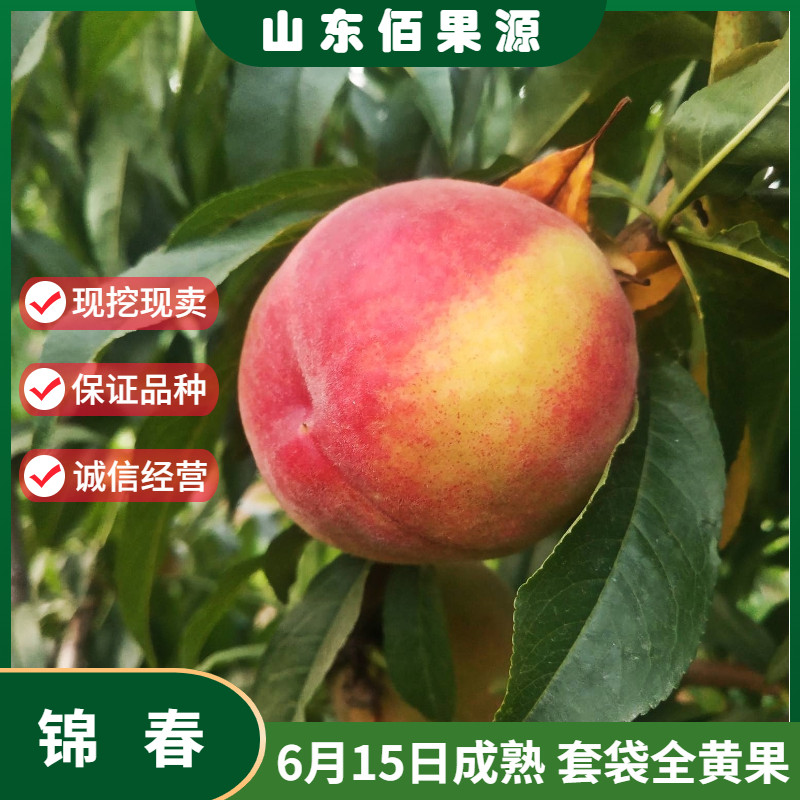 嫁接锦春黄桃树苗特大早熟黄桃苗盆栽南北方种植庭院地栽当年结果