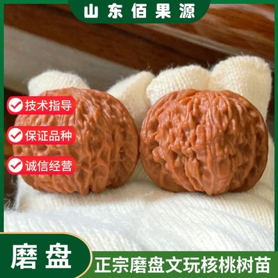 磨盘狮子头文玩核桃树苗盆栽地栽大果闷尖四座楼麻核桃苗南方北方