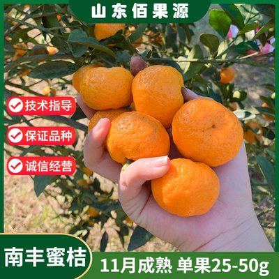 南丰蜜橘苗11月成熟单果25-50g
