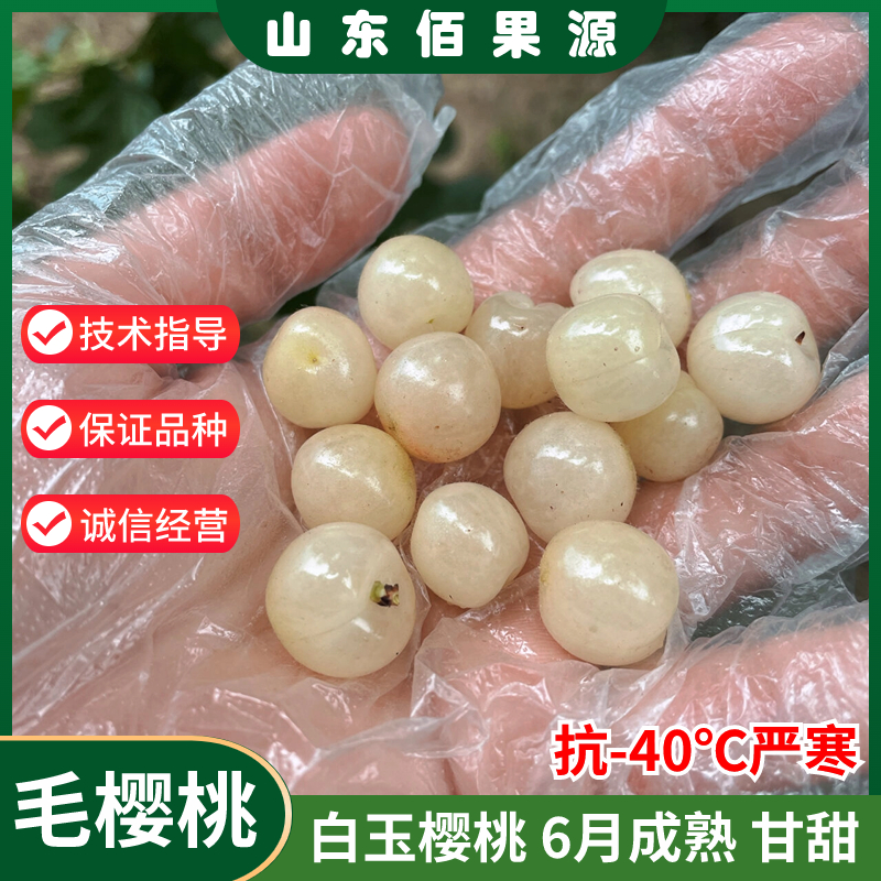 嫁接白玉毛樱桃树苗山樱白樱桃苗耐寒抗冻庭院北南方种植当年结果