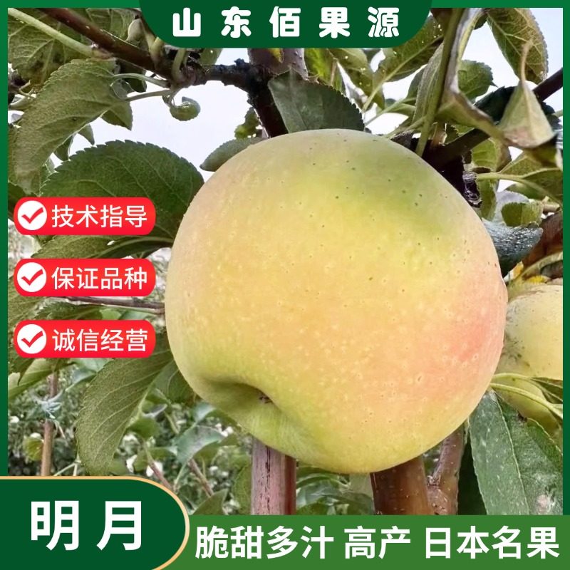 嫁接明月苹果树苗晚熟脆甜耐寒名月青森水蜜桃苹果苗北方南方种植鲜花速递/花卉仿真/绿植园艺果树原图主图