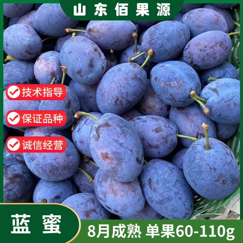 蓝蜜西梅树苗李子树苗果树苗嫁接李子苗当年结果南方北方四季种植