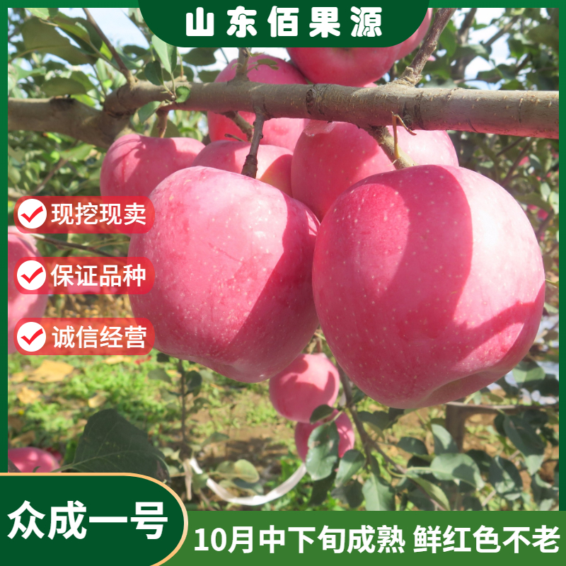 苹果树苗新品种众成123号