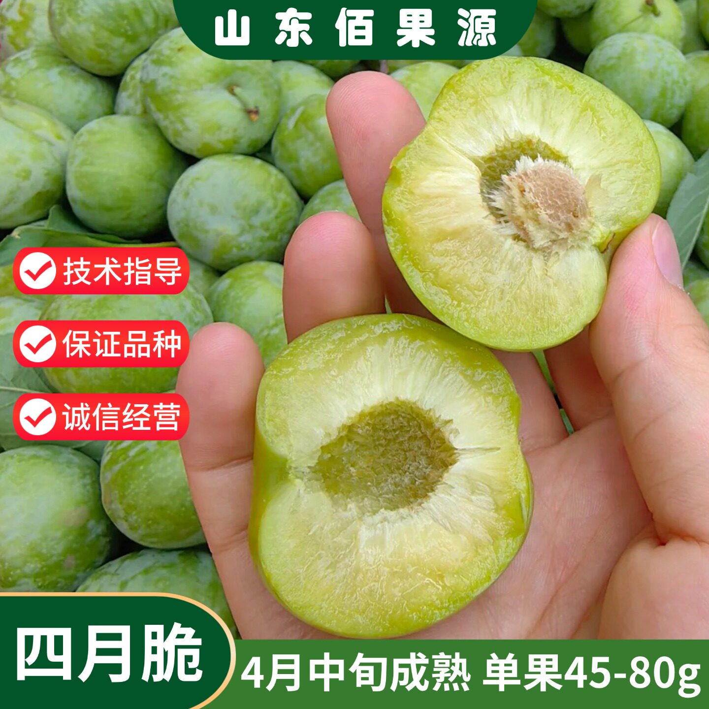 特早熟李子树苗嫁接四月脆李子苗脆甜蜂糖脱骨李树苗南方北方种植