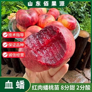 特大红肉血蟠桃树苗嫁接早熟新品种蟠桃苗盆栽庭院地栽南北方种植