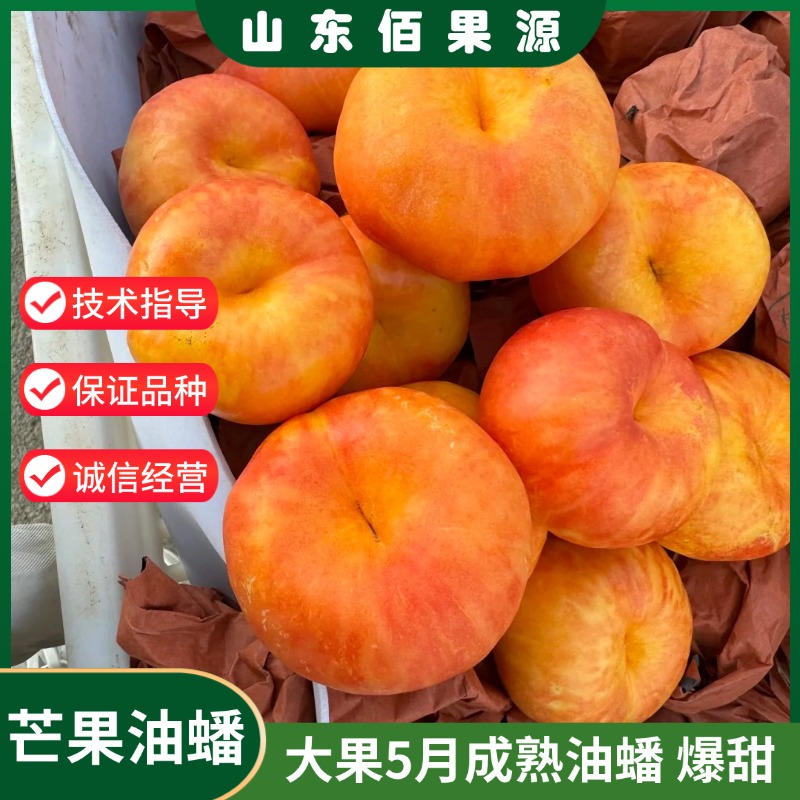 芒果油蟠桃树苗5月成熟早熟新品种黄肉蟠桃苗南北方种植当年结果